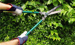 Hedge Cutting